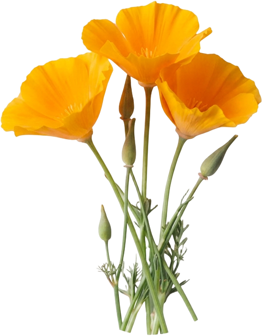 California poppies